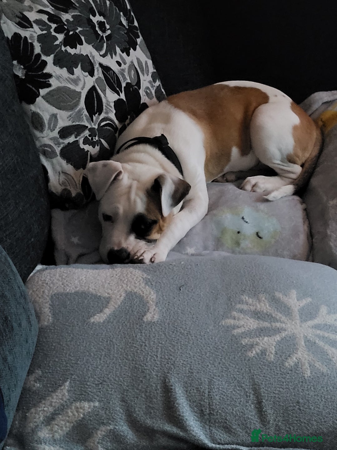 Mixed Breed dogs for sale: Marley American bull  - Image 9