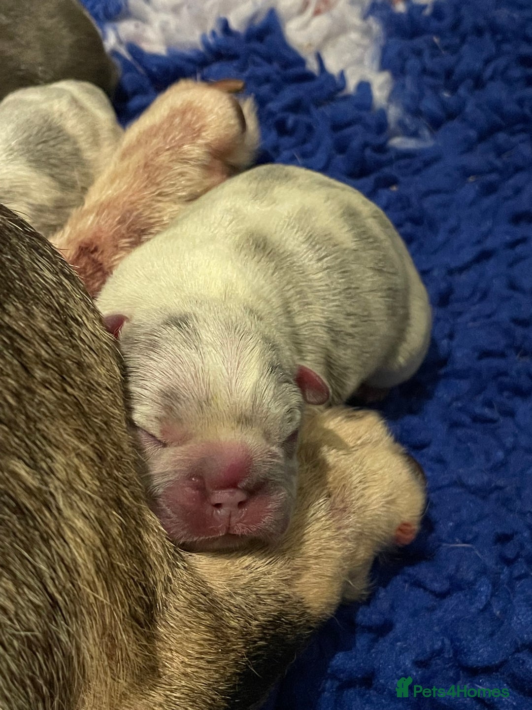 French Bulldog dogs for sale: Beautiful Merle French bulldogs  - Advert 6