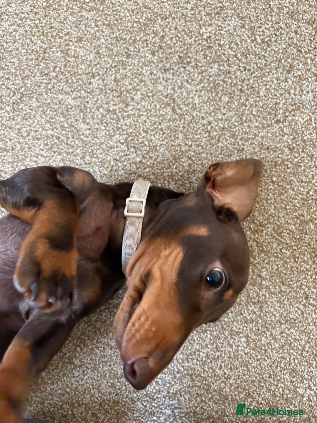 Miniature Dachshund dogs for sale: KC Miniature Dachshund  - Image 8