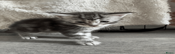 Maine Coon cats for sale: Stunning Maine Coon Kittens – 4 Girls & 1 Boy - Advert 10