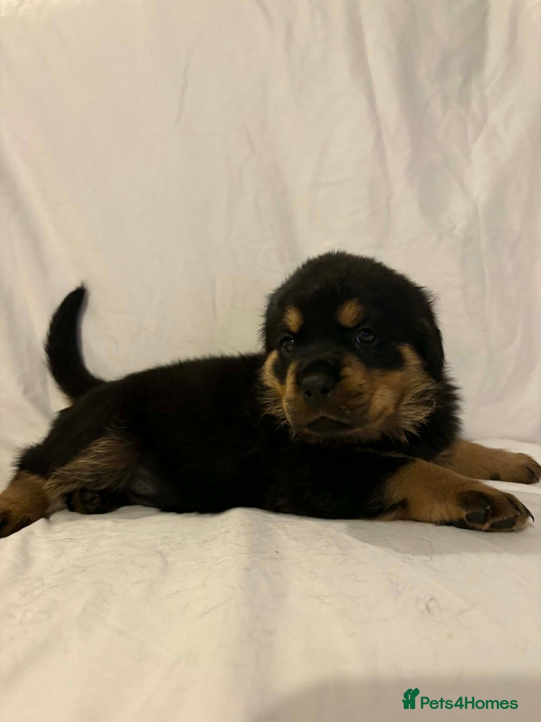 Rottweiler dogs for sale: Stunning Rottweiler puppies - Advert 30