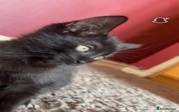 Mixed Breed cats for sale: kittens[DO NOT MESSAGE IF NOT INTERESTED] - Image 6