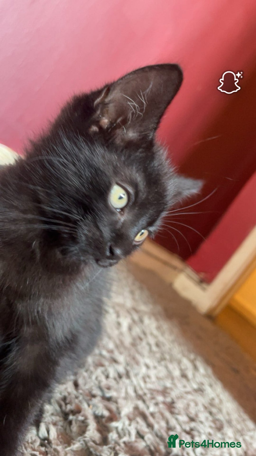 Mixed Breed cats for sale: kittens[DO NOT MESSAGE IF NOT INTERESTED] - Image 6