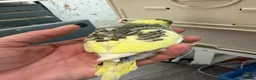 Budgerigars birds for sale: Hand Tame Budgie Chicks Ready May   - Advert 3