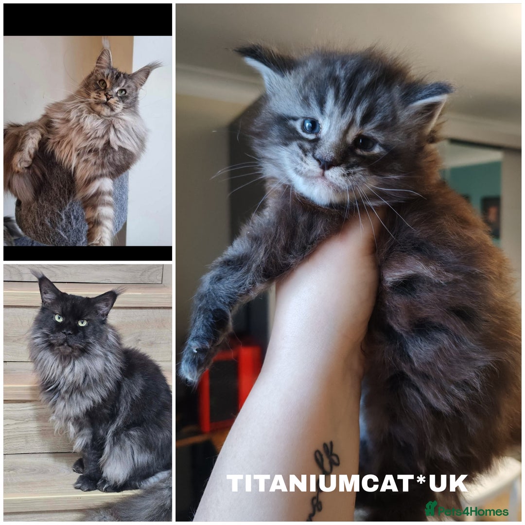 Maine Coon cats for sale: 🐾  King Arthur TitaniumCat 🐾 - Advert 5