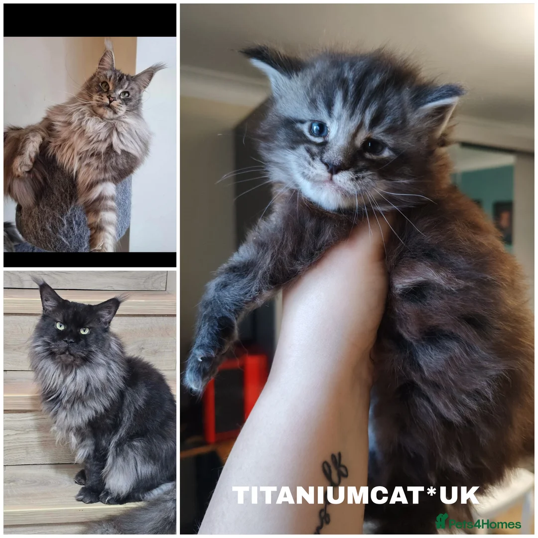 Maine Coon cats for sale: 🐾  King Arthur TitaniumCat 🐾 Reserved  - Advert 5