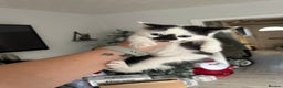 Mixed Breed cats for sale: BSH X KITTENS  - Advert 3
