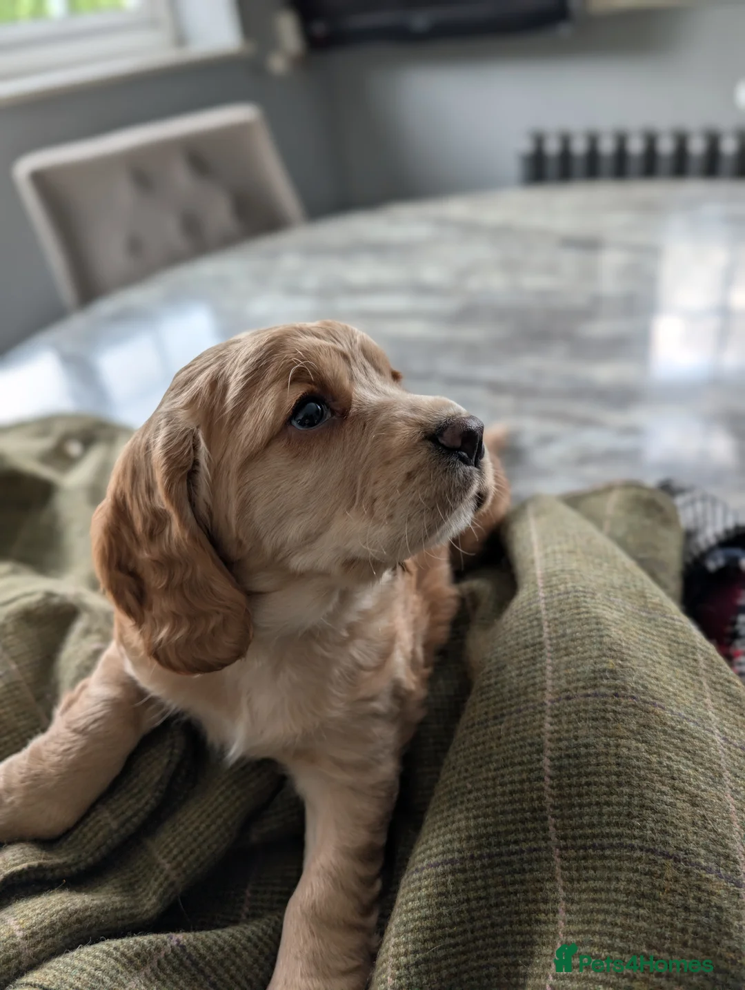 Cocker Spaniel dogs for sale:  CHAMPION BLOODLINE WORKING COCKER GIRL available  - Advert 21