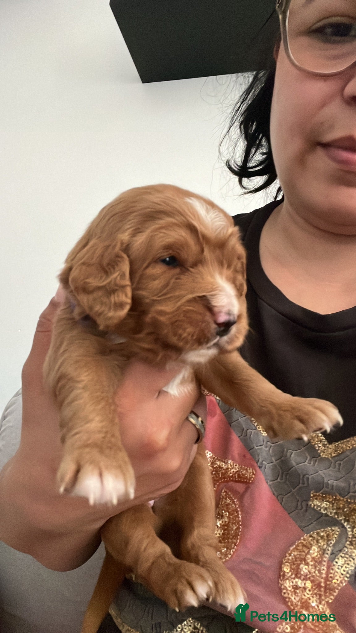 Cockapoo dogs Beautiful Multigen Cockapoo Puppies 🐶 - Advert 16