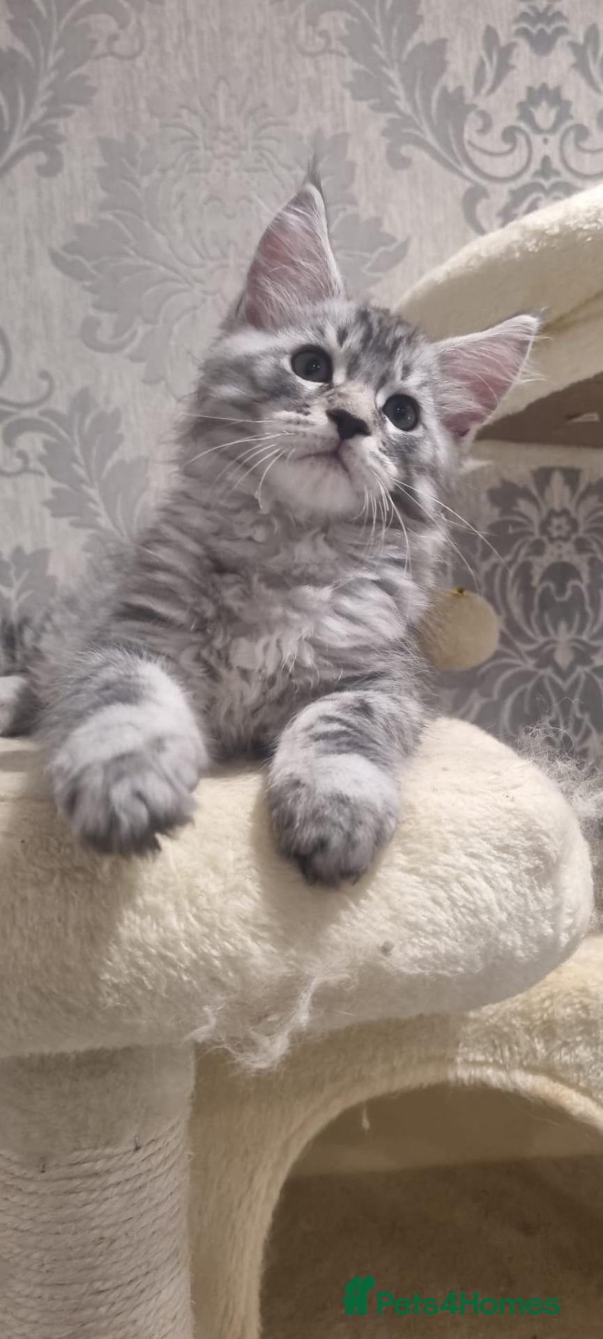 Maine Coon cats XXL Stunning TICA Reg Kitten - Champion Bloodlines - Advert 1