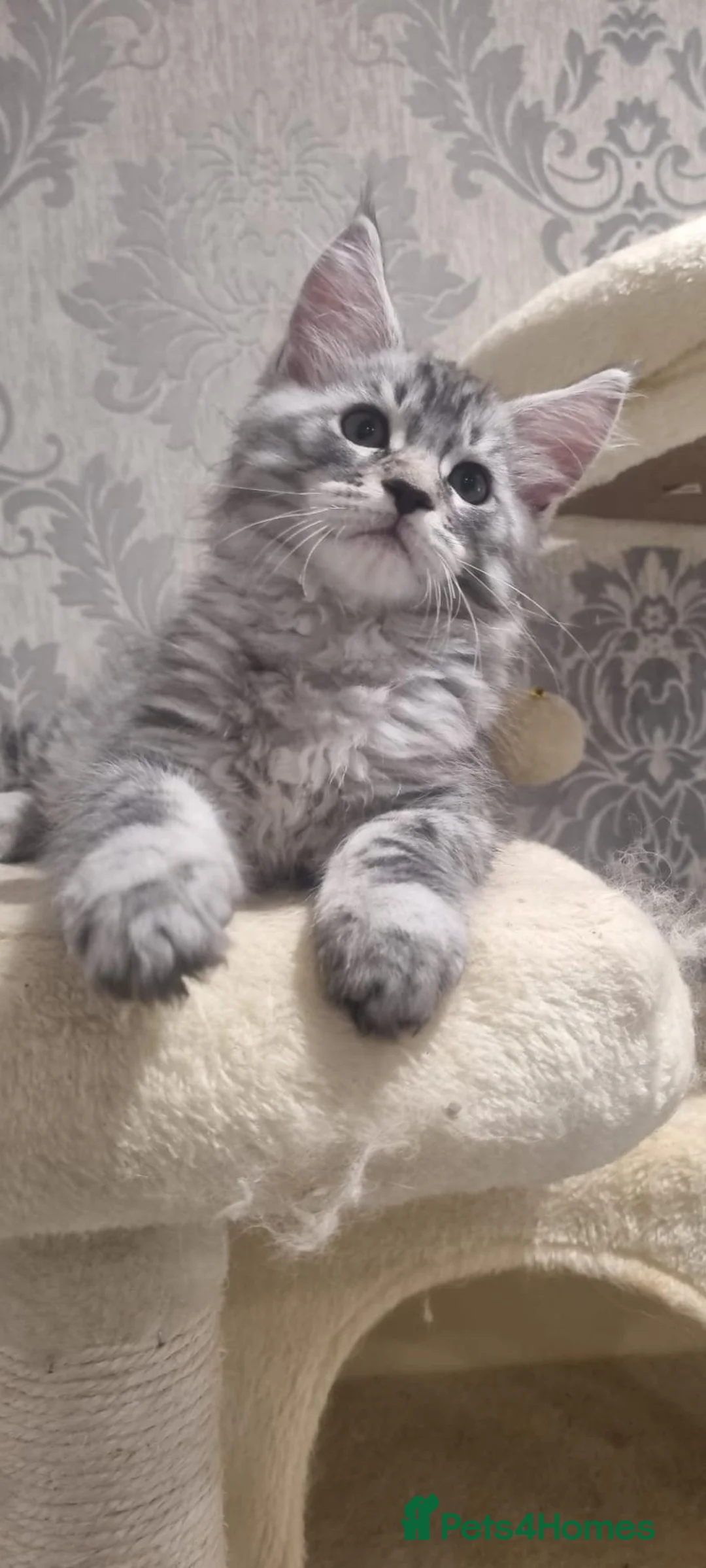 Maine Coon cats for sale: XXL Stunning TICA Reg Kitten - Champion Bloodlines - Advert 1