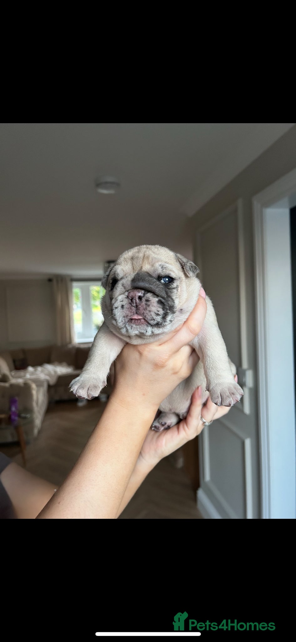 English Bulldog dogs for sale: Beautiful little of 3 English bulldogs  in Consett - Advert 7