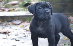 Presa Canario dogs for sale: Presa canario puppies (recognised breeder) - Image 15