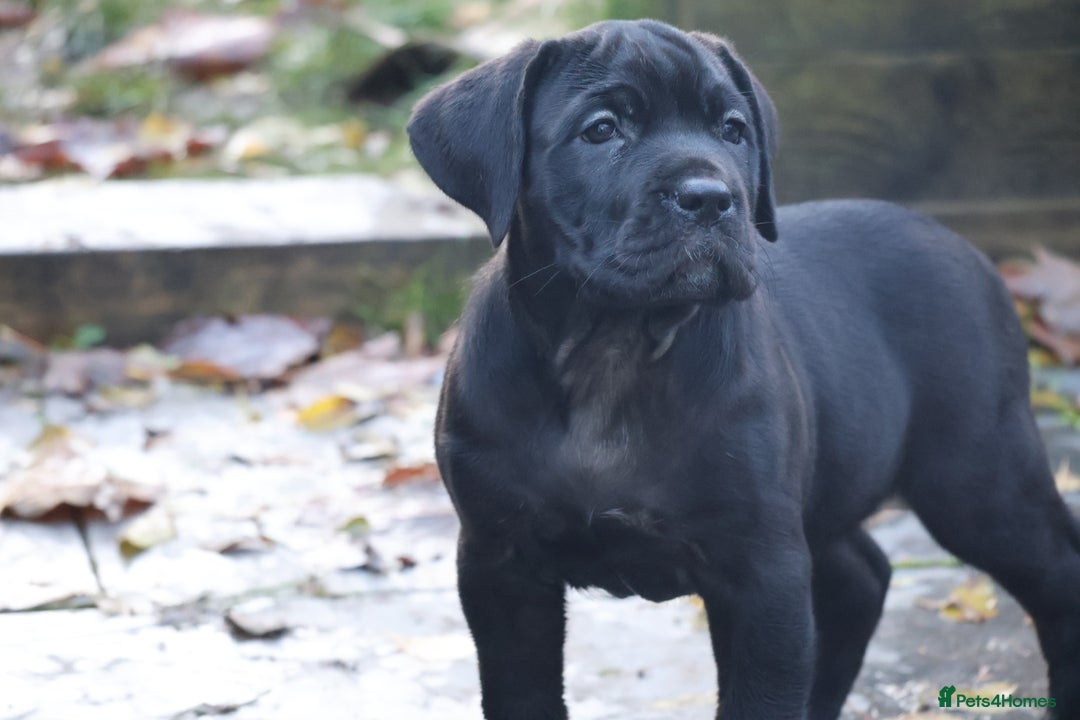 Presa Canario dogs for sale: Presa canario puppies (recognised breeder) - Image 15