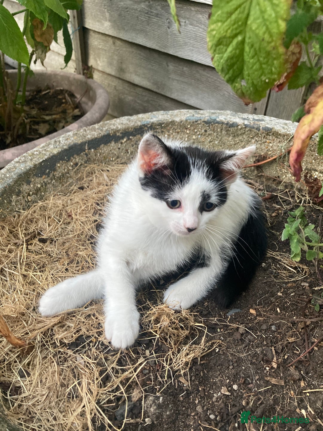 Turkish Van cats for sale: Gorgeous & Loving Turkish Van Kittens - Image 22