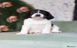 Cockapoo dogs for sale: UNIQUE SABLE BOY READY TO GO ✨ - Image 14