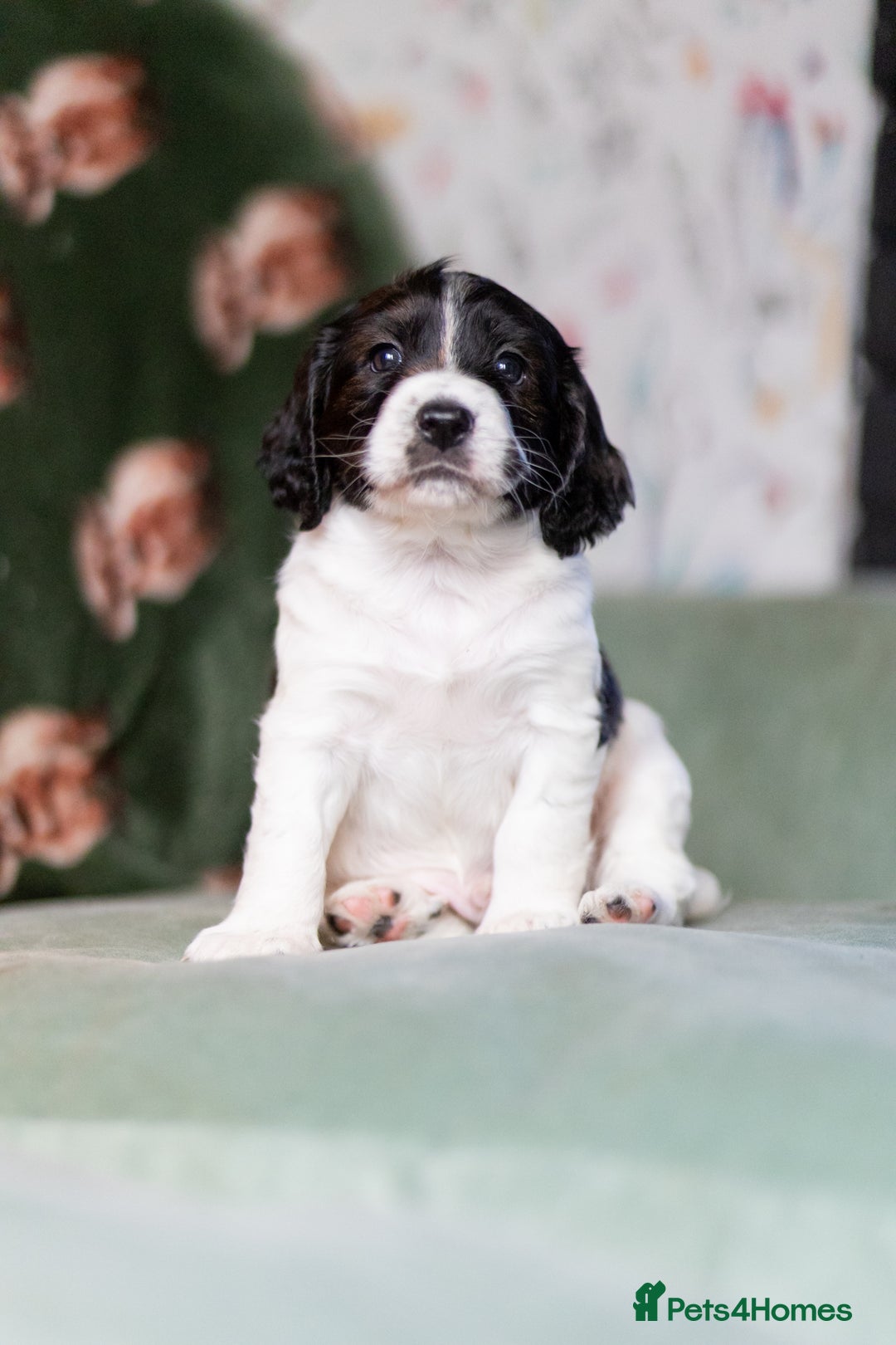 Cockapoo dogs for sale: UNIQUE SABLE BOY READY TO GO ✨ - Image 14