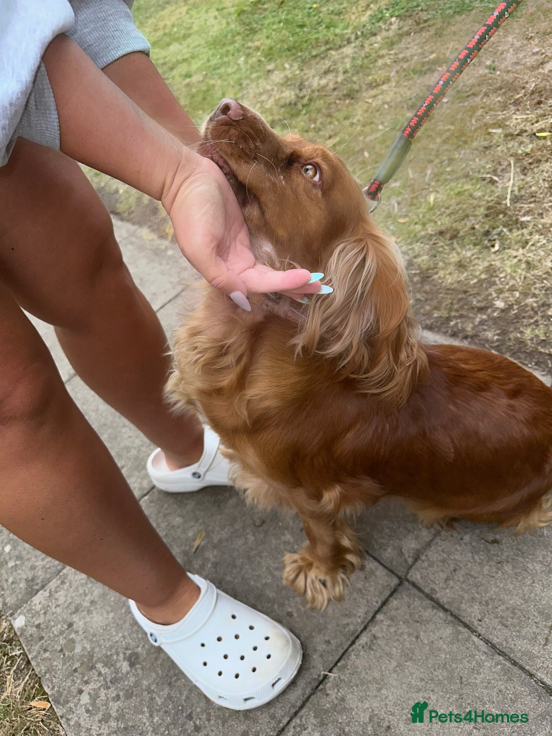 Mixed Breed dogs for sale: Golden Cocker Spaniel Female - Image 3