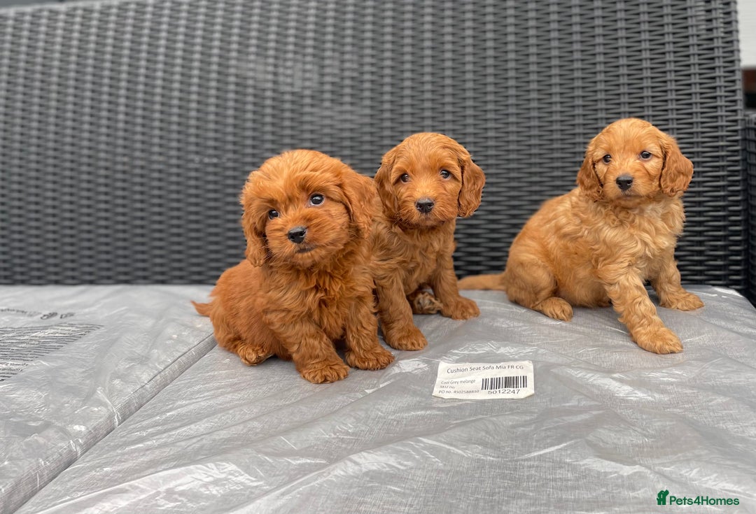 Cockapoo dogs for sale: Beautiful f1 cockapoos ready now - Image 17