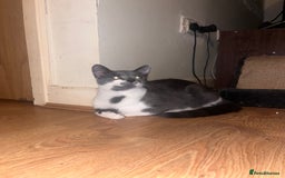 Mixed Breed cats for sale: Leo – Playful Bengal-Tabby with a Big Heart! 🐾 - Image 1