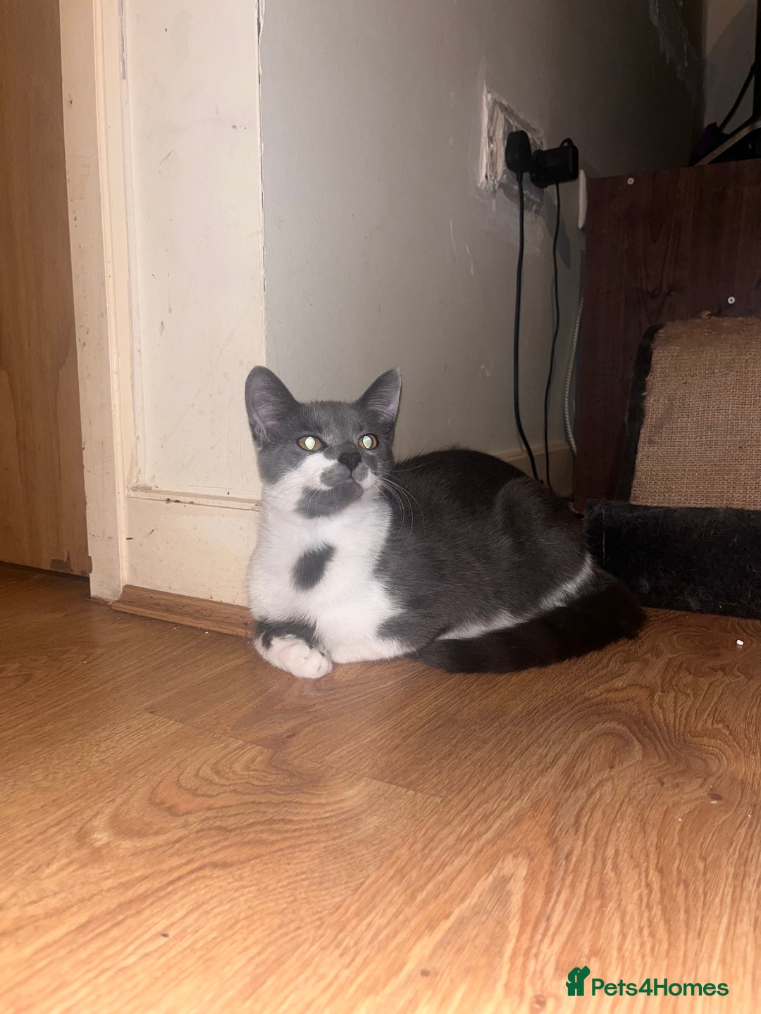 Mixed Breed cats for sale: Leo – Playful Bengal-Tabby with a Big Heart! 🐾 - Image 1