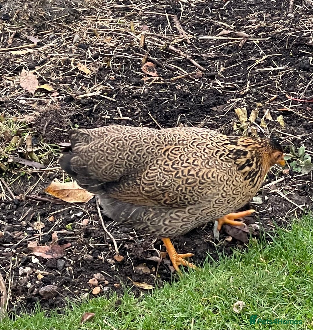 Chickens poultry for sale: BANTAM WYANDOTTE HENS & COCKERELS - Advert 16