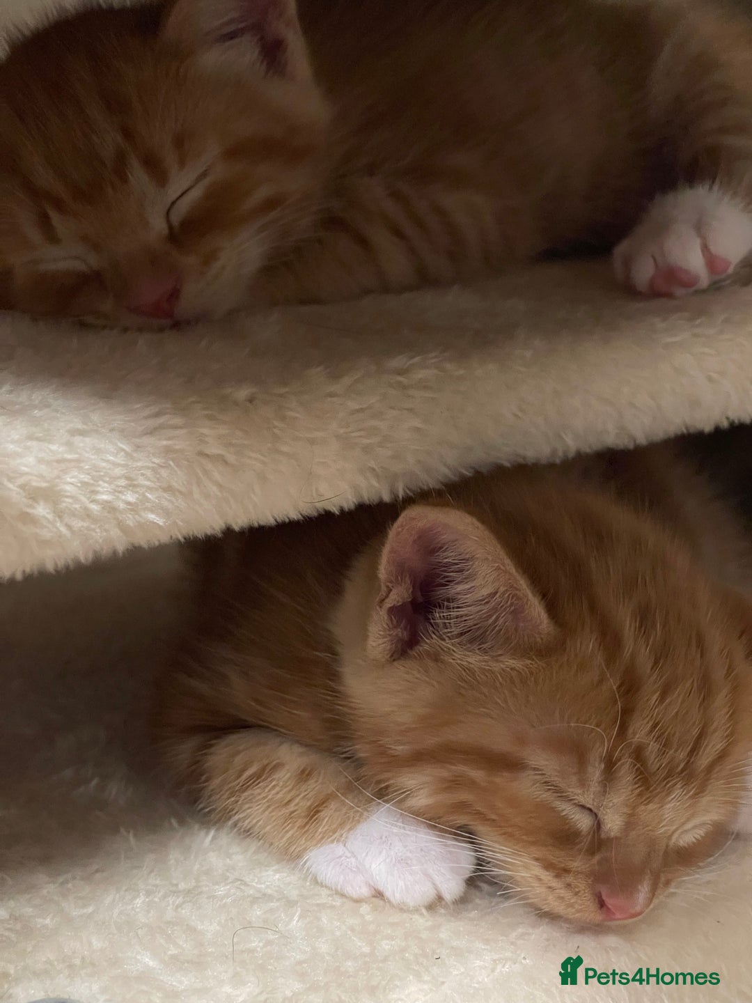 American Shorthair cats for sale: 4 male kittens for sale! - Image 22