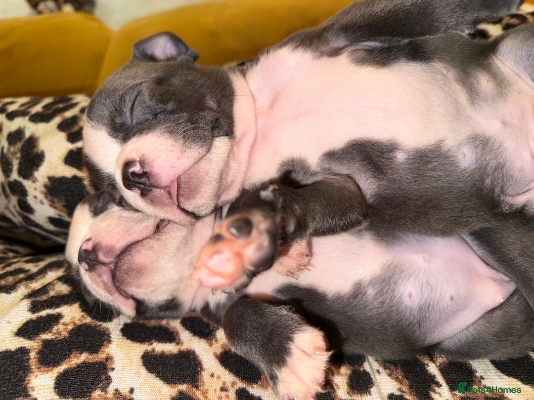Boston Terrier dogs for sale: Exceptional Blue Boston Terrier Puppies 💙🐾 - Image 19