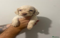 Cocker Spaniel dogs for sale: Working Cocker Spaniels - Image 10