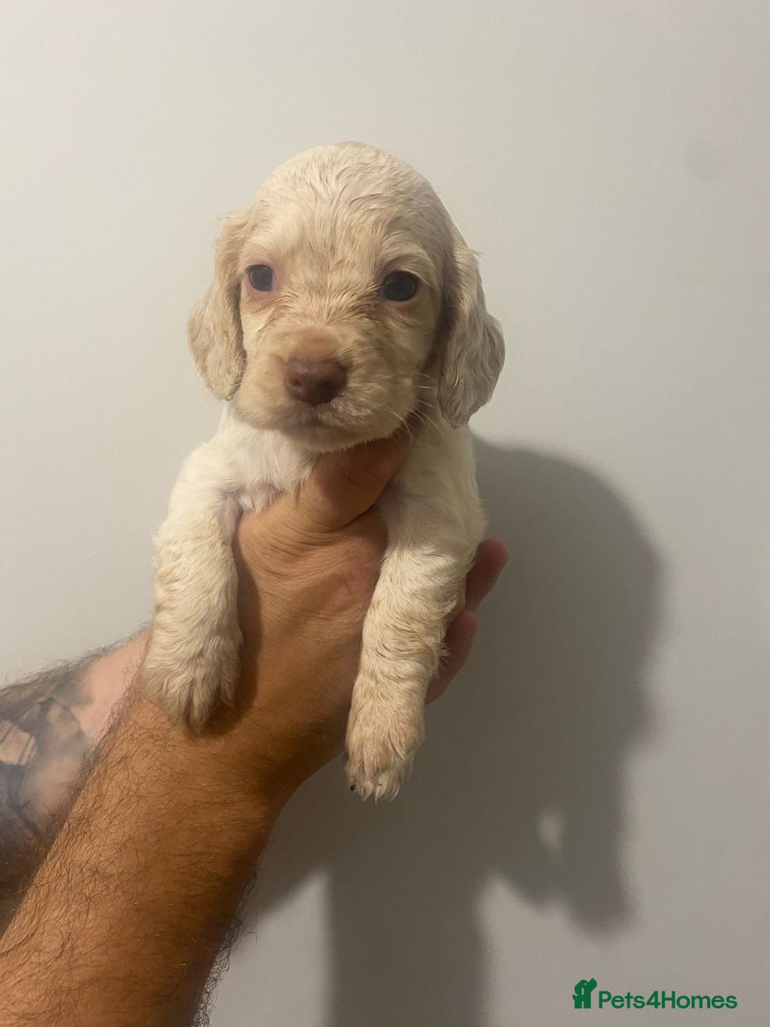 Cocker Spaniel dogs for sale: Working Cocker Spaniels - Image 10