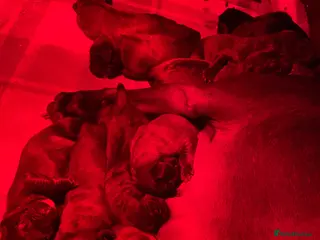 Bavarian Mountain Hound dogs Bavarian mountain hound puppies - Advert 2