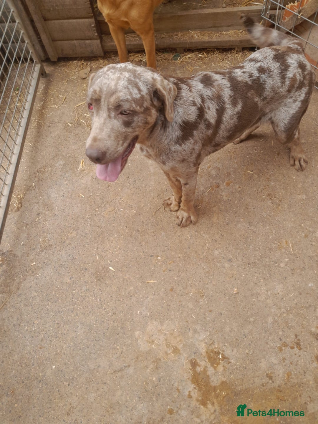Labrador Retriever dogs for sale: Labrador Retriever - Image 1