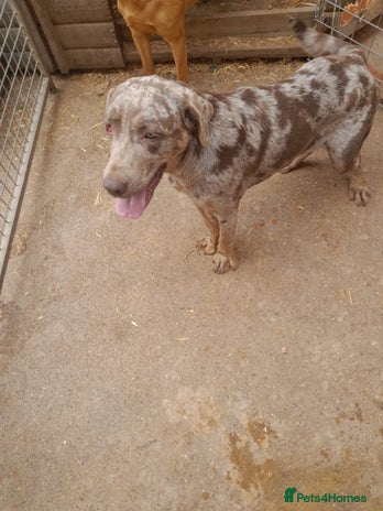 Labrador Retriever dogs - Advert 1