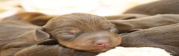 Miniature Dachshund dogs for sale: KC Miniature Dachshund Puppies - Advert 11