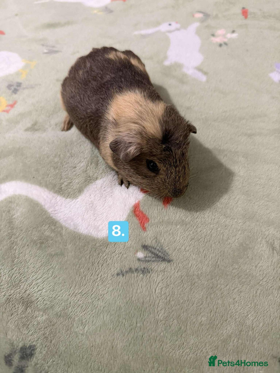 Guinea Pig rodents for sale: Baby guinea pigs for sale girls and boys  - Advert 8