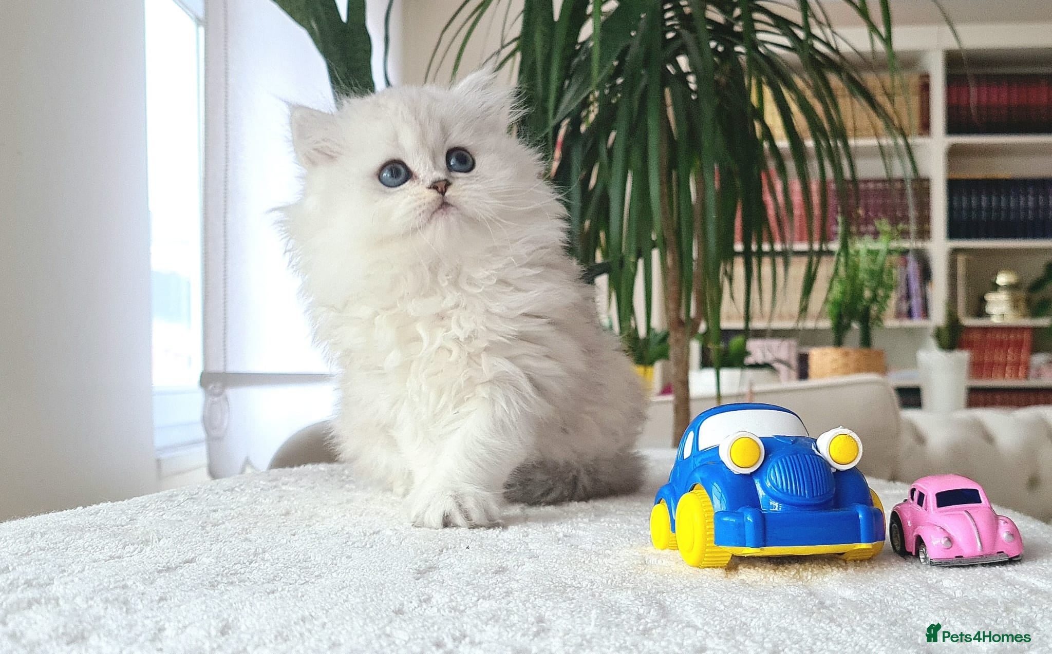 British Longhair cats Little Princess – Beautiful Silver Fluffy Kitten - Advert 11