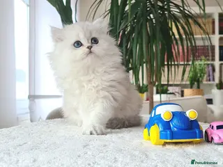 British Longhair cats Little Princess – Beautiful Silver Fluffy Kitten - Advert 6