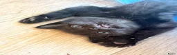 Mixed Breed cats for sale: Black Kittens Ready For Their Forever Homes in Crawley - Advert 9