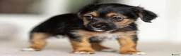 Jack Russell dogs for sale: Gorgeous Jack Russell Puppies  in Newbury - Advert 16