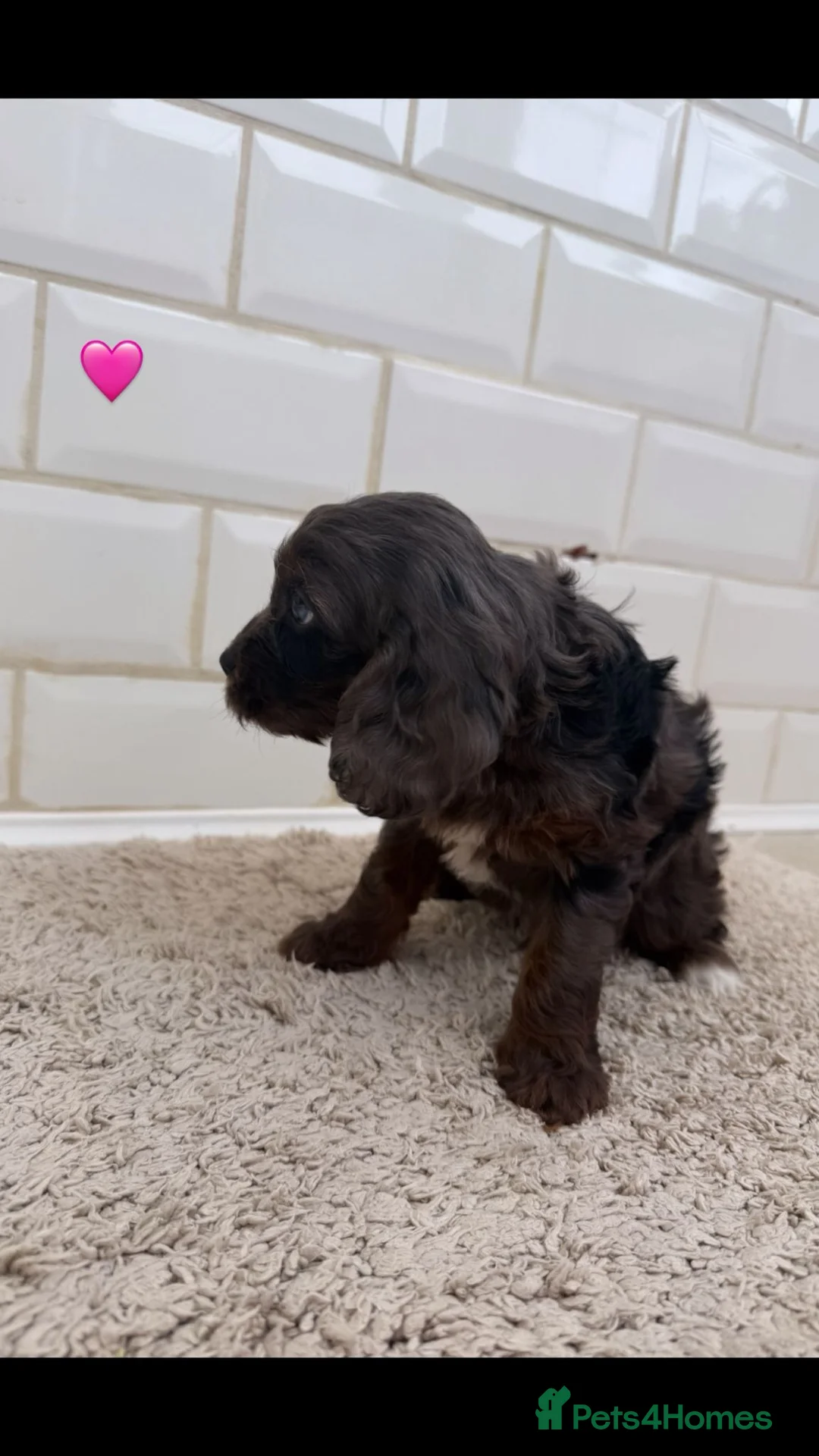 Cavapoo dogs for sale: Unusual colours merle cavapoos   - Advert 8