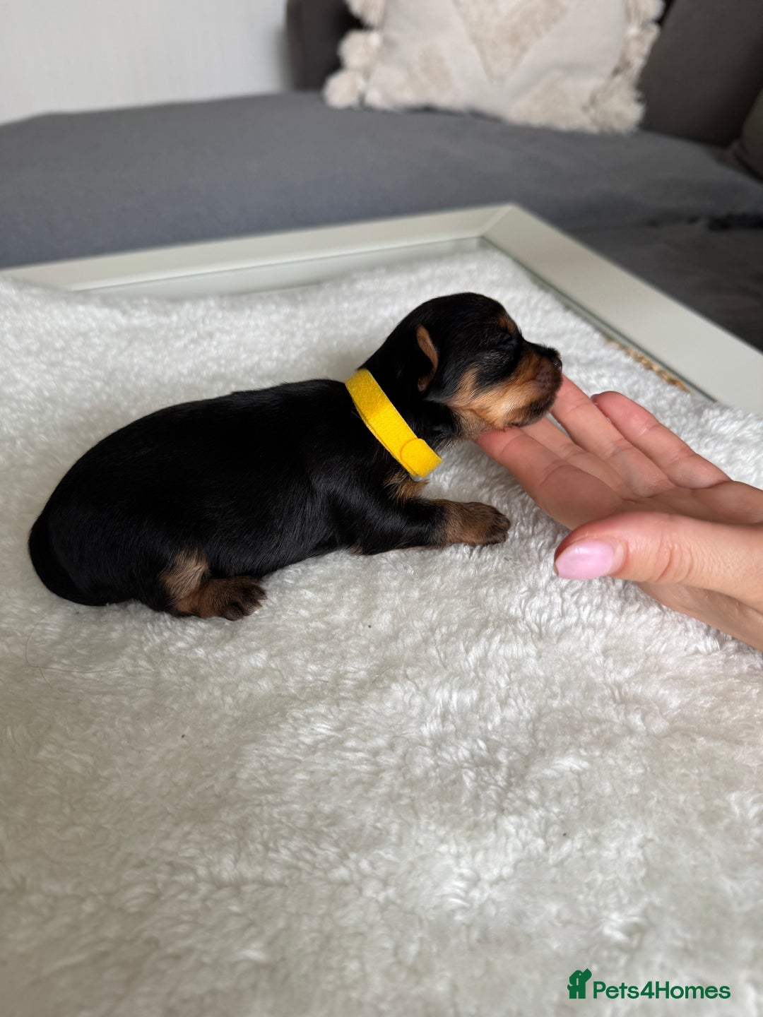 Yorkshire Terrier dogs for sale: ❤️Miniature yorkshire terrier puppies ☘️ - Image 4