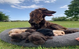 Cocker Spaniel dogs for sale: Cocker Spaniel Puppies - Image 1