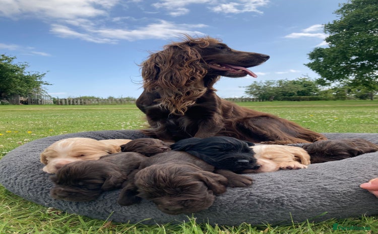 Cocker Spaniel dogs - Advert 7