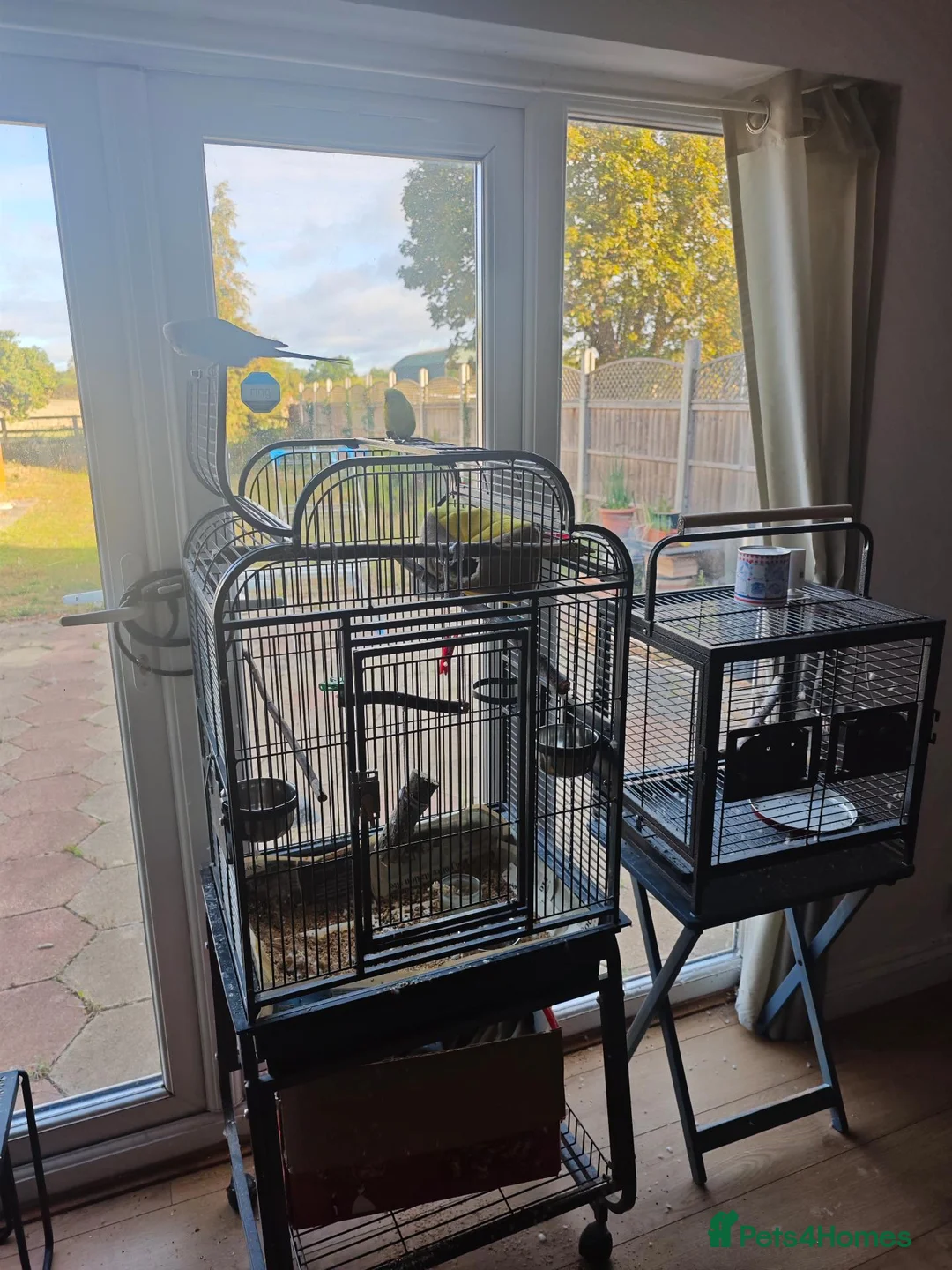Budgerigars birds for sale:  Pair of yellow and blue budgies for sale in Harrow - Advert 1