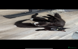 British Longhair cats for sale: 3 Gorgeous Fluffy Cuddly Babies! - Image 18