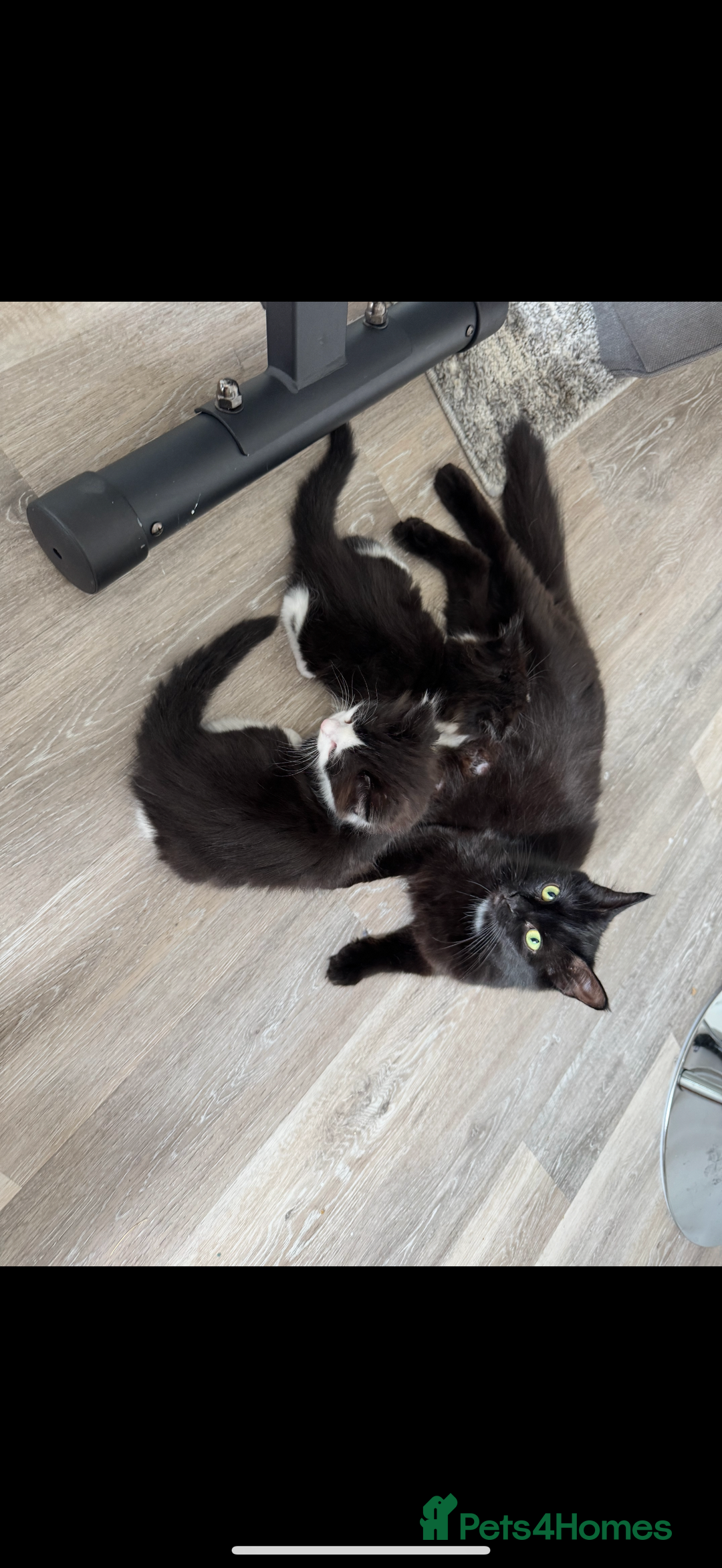 British Longhair cats for sale: 3 Gorgeous Fluffy Cuddly Babies! - Image 18