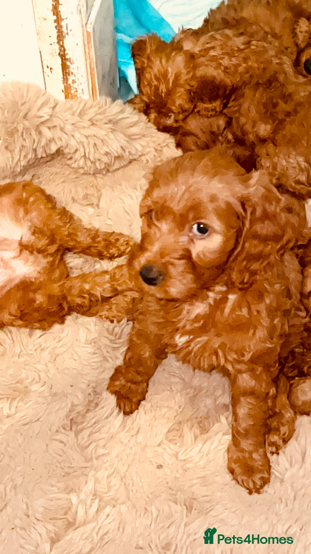 Cockapoo dogs for sale: Stunning 🐶 Cockapoo Puppies - Advert 11
