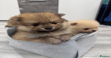 Pomeranian dogs - Advert 6