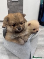 Pomeranian dogs - Advert 6