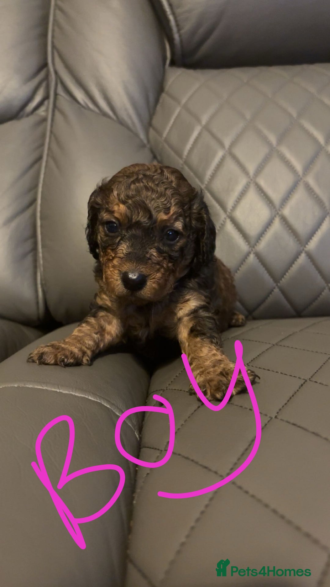 Cockapoo dogs for sale: Cockapoo for sale - Image 8
